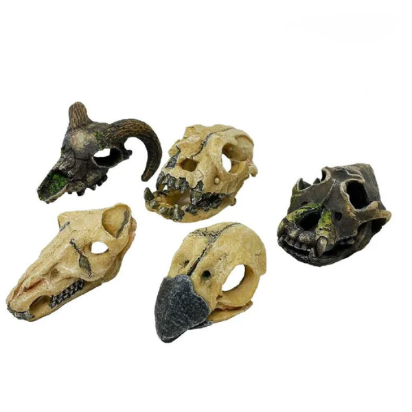 Blu Bios Mini decorazioni acquario: teschio animale e altro - Spedizione Gratuita dai 39€