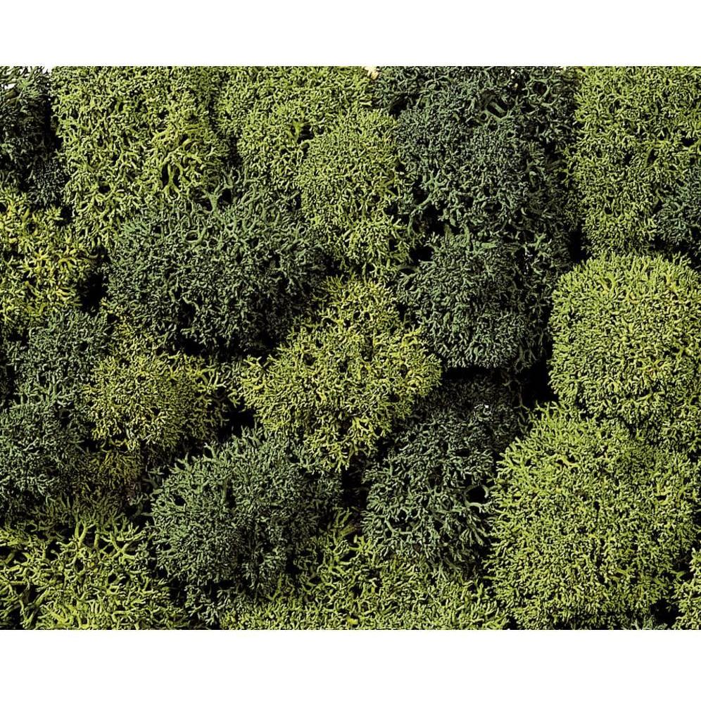 Muschio Decorativo Noch: Autenticità Naturale