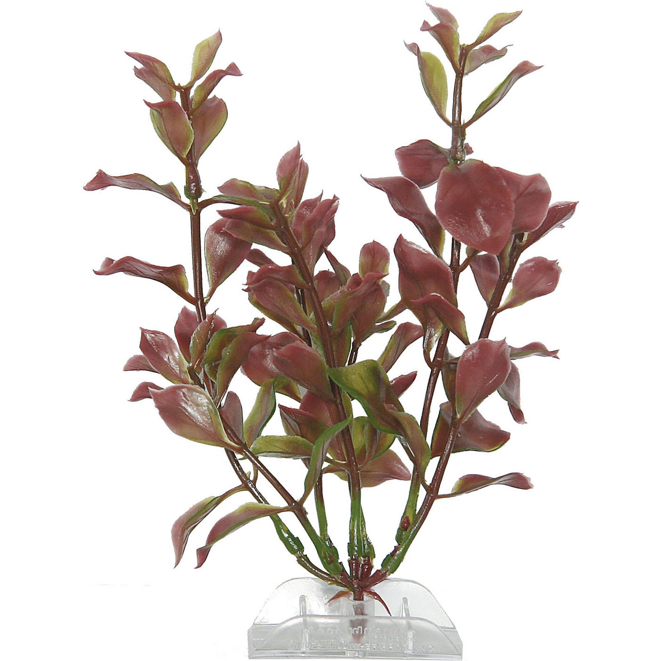 Tetra ludwigia rossa (Decorazione, Piante): Decorazione per acquario