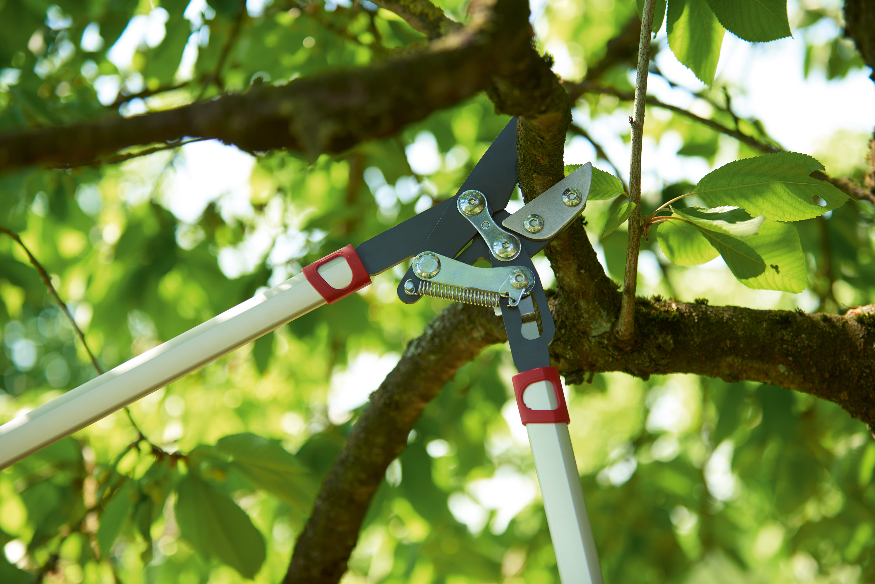 Forbice da Pota WOLF Garten Power Cut RS 800 V